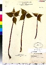 Trillium undulatum image