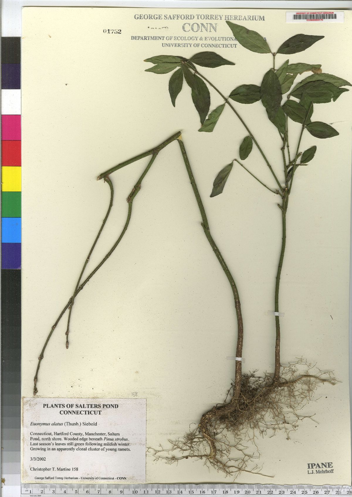 Euonymus alatus image