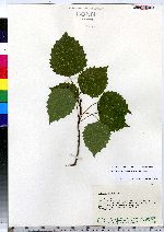 Populus grandidentata image