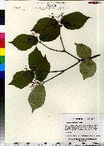 Viburnum dilatatum image