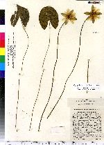 Nymphaea tetragona image