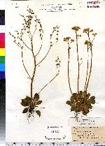 Saxifraga virginiensis var. virginiensis image