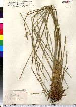 Juncus effusus image