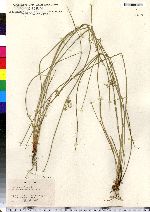 Juncus effusus image