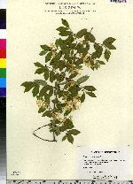 Lonicera morrowii image