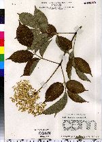 Sambucus nigra ssp. canadensis image