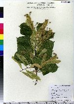 Tilia platyphyllos image