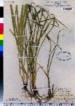 Carex houghtoniana image