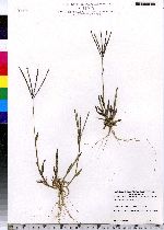 Digitaria sanguinalis image