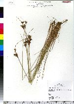 Juncus tenuis image