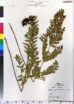 Osmunda regalis image