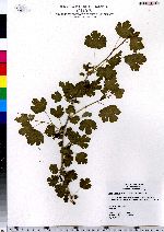 Ribes hirtellum image