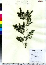 Ceratophyllum demersum image