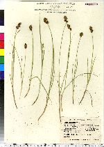 Carex crawfordii image