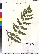 Dryopteris clintoniana image