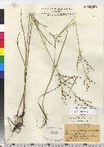 Juncus brachycephalus image