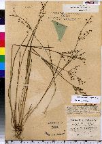 Juncus brachycephalus image