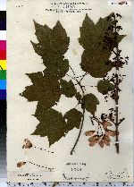 Acer rubrum image