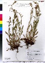 Rumex acetosella image