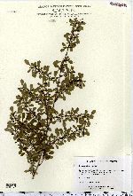 Berberis thunbergii image