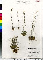 Arabidopsis thaliana image