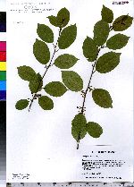 Frangula alnus image