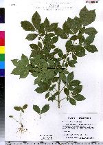 Euonymus alatus image