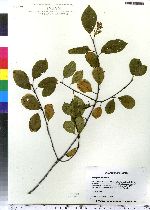 Frangula alnus image