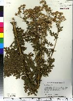 Senecio jacobaea image