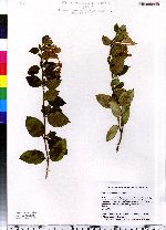 Lonicera japonica image