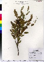 Chamaedaphne calyculata image