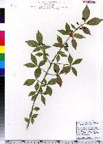 Euonymus alatus image