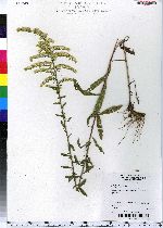 Solidago nemoralis image