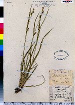 Carex pedunculata image