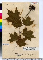 Acer rubrum image