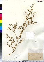 Atriplex patula image