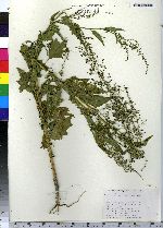 Chenopodium simplex image