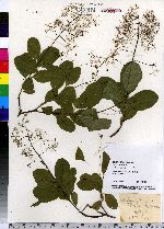 Cotinus coggygria image