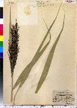 Phragmites australis image