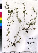 Potentilla argentea image