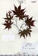 Acer palmatum image