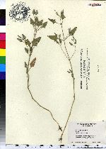 Atriplex patula image