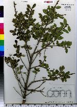 Ilex crenata image