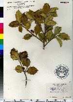 Ilex opaca image