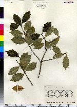 Ilex opaca image