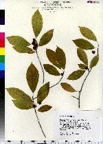 Ilex verticillata image