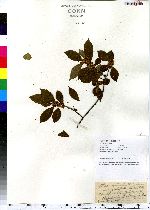 Ilex verticillata image