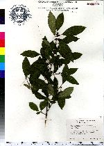 Ilex verticillata image