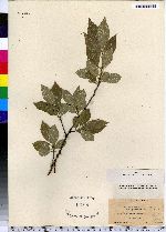 Ilex verticillata image