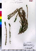 Calluna vulgaris image